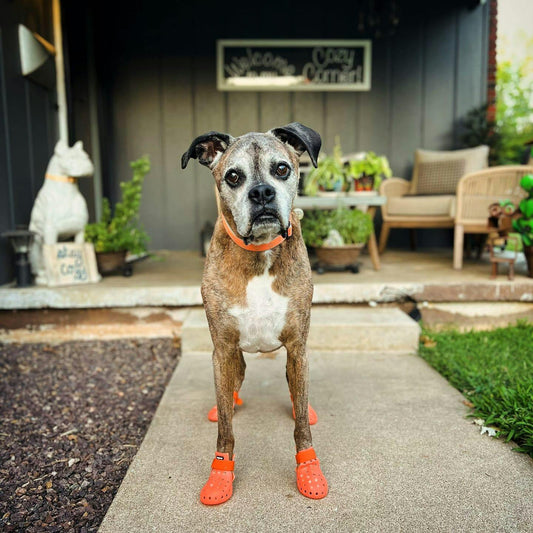 Schuhe für Hunde™ Von Crocs inspirierter Pfotenschutz