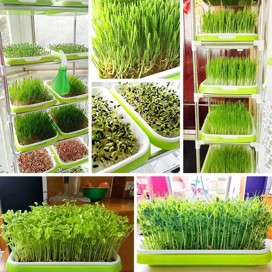 Microgreens Aufzuchtschale™ Hydroponische Gärtnerei Garten